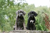 CANE CORSO 1132